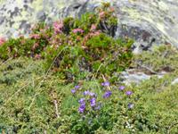 Zermatt - Wanderung auf dem Blumenweg - Matterhorn