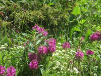 Zermatt - Wanderung auf dem Blumenweg - Grauer Alpendost