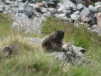 Zermatt -Ausflug zum Kleinen Matterhorn - Murmeltier
