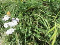 Zermatt - Scharfgarbe mit Schmetterling