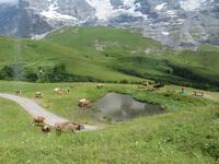 Ausflug zum Jungfraujoch -