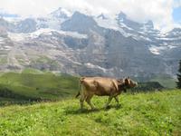 Ausflug zum Jungfraujoch -