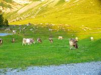 Zufriedene Tiere beim Grasen