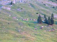 Überall an den Hängen sieht man Kühe