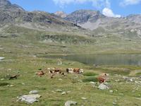 Fahrt mit dem Bernina-Express