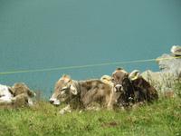 Fahrt mit dem Bernina-Express - am Lago Bianco