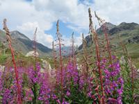 Engadin-Rundfahrt - Stopp auf dem Julierpass