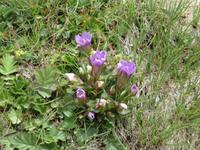 Zermatt - Ausflug zum Gornergrat -