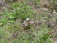 Zermatt - Ausflug zum Gornergrat -