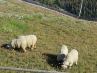 Folklore-Abend auf Sunnegga - Schwarznasen-Schafe