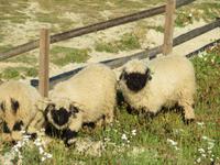 Folklore-Abend auf Sunnegga - Schwarznasen-Schafe