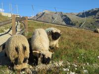 Folklore-Abend auf Sunnegga - Schwarznasen-Schafe