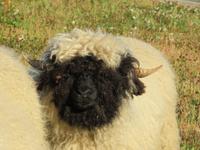 Folklore-Abend auf Sunnegga - Schwarznasen-Schafe