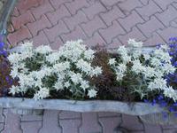 Folklore-Abend auf Sunegga