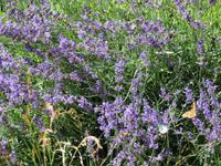 Zermatt - Wanderung von Furi nach Zermatt