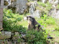 Fahrt zur Schwägalp - Stopp am Grimselpass Murmeltierpark