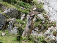 Fahrt zur Schwägalp - Stopp am Grimselpass Murmeltierpark