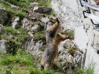 Fahrt zur Schwägalp - Stopp am Grimselpass Murmeltierpark
