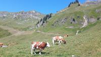 Fahrt zum Brienzer Rothorn...