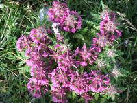 Auf dem Säntis entdeckt