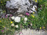 Flora am Oeschinensee