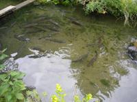 Bio-Forellenzucht am Blausee