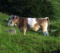 Eine Kuh gehört dazu