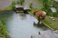 Das Wappentier von Bern