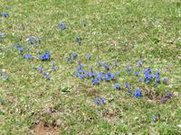 Auf die Rigi - Frühlingsenzian