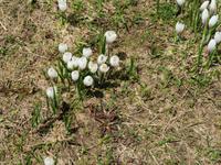 Auf die Rigi - Wilde Krokusse