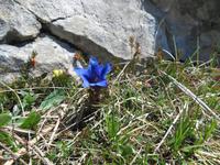 Auf dem Stanserhorn -Enzian