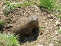Auf dem Stanserhorn - Murmeltier