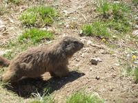 Auf dem Stanserhorn - Murmeltier