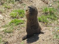 Auf dem Stanserhorn - Murmeltier