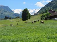 Blick zu den Berner Alpen 