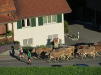 Alpaufzug in Flüeli-Ranft