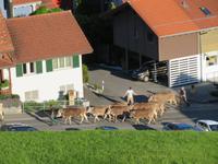 Alpaufzug in Flüeli-Ranft