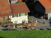 Alpaufzug in Flüeli-Ranft