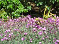 Schweizerisches Freilichtmuseum Ballenberg