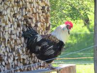 Schweizerisches Freilichtmuseum Ballenberg