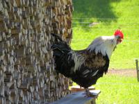 Schweizerisches Freilichtmuseum Ballenberg