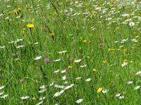Schweizerisches Freilichtmuseum Ballenberg