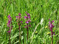 Schweizerisches Freilichtmuseum Ballenberg - Knabenkraut wilde Orchideen