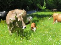 Schweizerisches Freilichtmuseum Ballenberg
