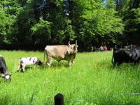 Schweizerisches Freilichtmuseum Ballenberg