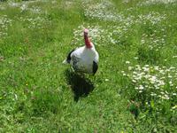 Schweizerisches Freilichtmuseum Ballenberg