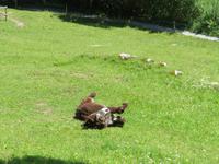 Schweizerisches Freilichtmuseum Ballenberg