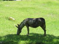 Schweizerisches Freilichtmuseum Ballenberg