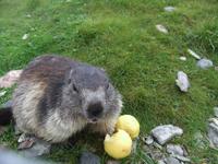 Rocher de Naye. Murmeltier