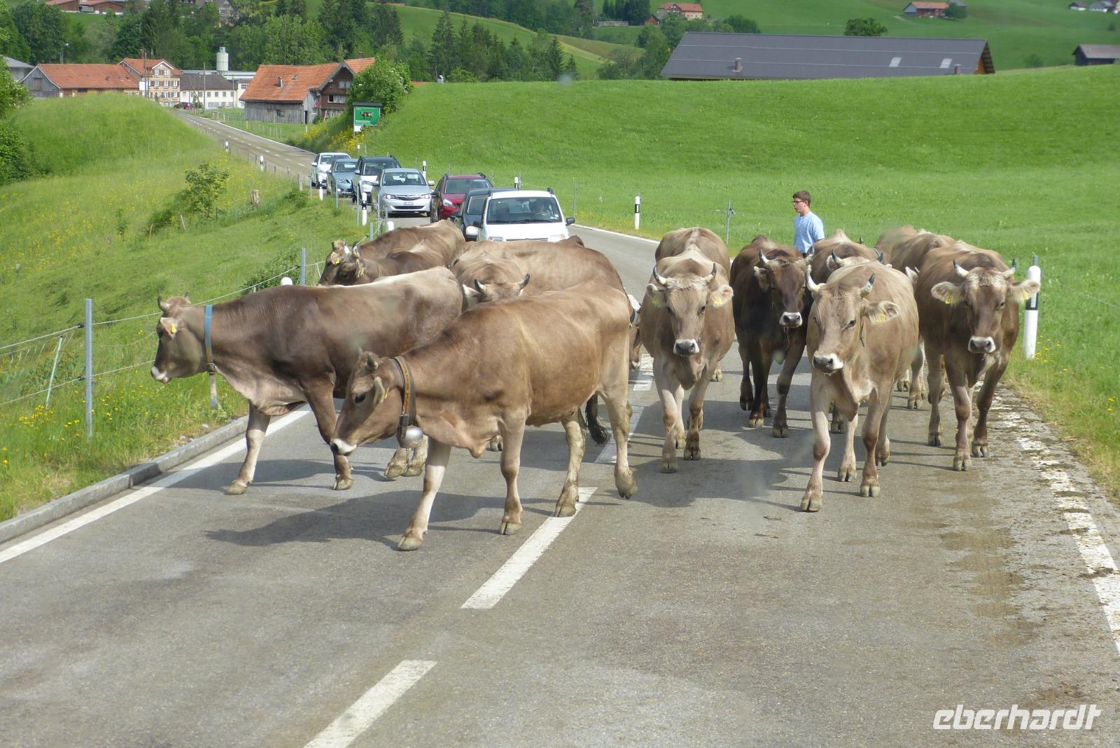 Der Viehauftrieb beginnt 